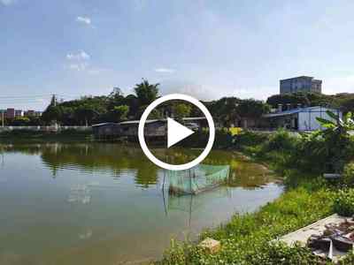 企石湖光路盈利中農莊轉讓、找合伙人【環境好，有果園、魚塘】可帶經營權一起轉讓